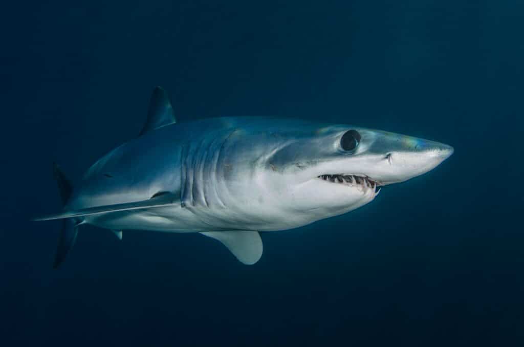 Image of a shark swimming from left to right into the light. Photo courtesy of Ben Phillips on Pexels. 