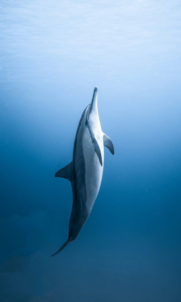 A dolphin swimming vertically towards the surface. Image courtesy of Daniel Torobekov at Pexels. 
